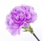 Mirador gombaölő permetezőszer néven is