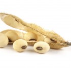 Monsanto Magyarországon