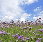Új Huszár Aktív gyomirtó permetezőszer