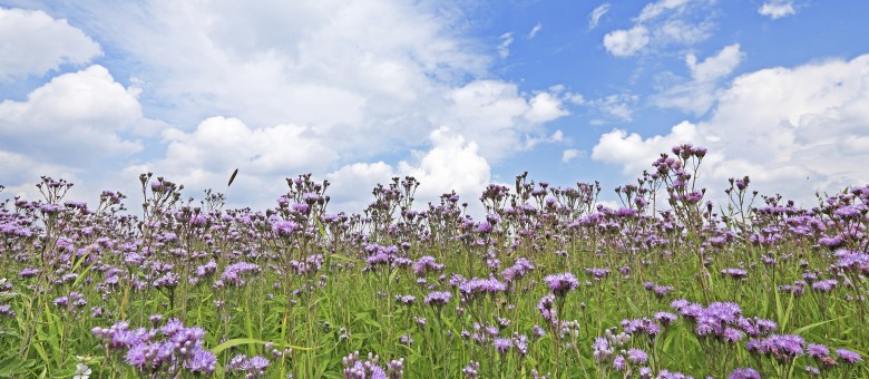 Új Huszár Aktív gyomirtó permetezőszer