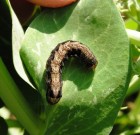 Zsigó György – Hasznos közlendők kertbarátoknak – 2014/11