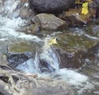 A növényvédő szerek csoportosítása /4