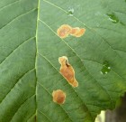 A növényvédő szerek csoportosítása