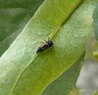 Növényvédelem rövid áttekintése