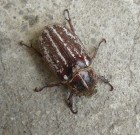 Növényvédelmi előrejelzés