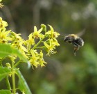 A növényvédő szerek csoportosítása /3