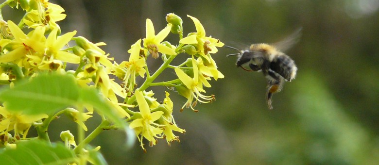 A növényvédő szerek csoportosítása /3