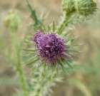 A növényvédő szerek csoportosítása /5