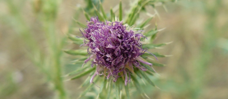 A növényvédő szerek csoportosítása /5