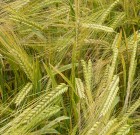 DAN műtrágyák és a termelékenység