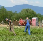 Agrotechnikai és mechanikai védekezés