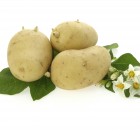 Útjára indult a milliárdos burgonyakutatási projekt