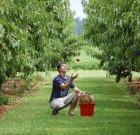Pontosan kell időzíteni a gyümölcsszüretet