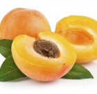 T-REX™  gyűjtőcsomagos gombaölő szer, rövid ismertetése