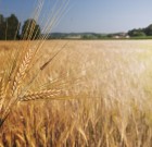 Új Bigehorm 720 gyomirtó permetezőszer