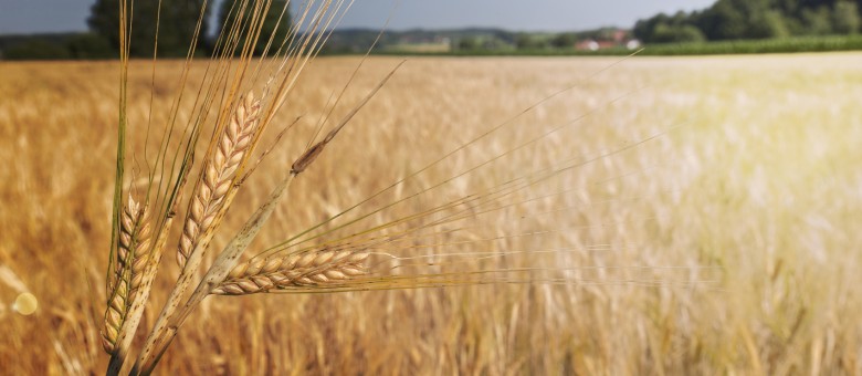 Új Bigehorm 720 gyomirtó permetezőszer