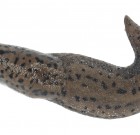 Új Carakol csigaölő szer