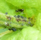 Időszerű növényvédelmi teendők a közterületeken-2014/2