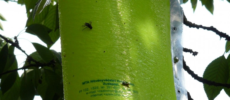 Légtérben tartózkodó rovarok összegyűjtésének módszerei