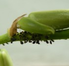 A kórokozók előrejelzése