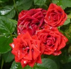 A növényvédő szerek kijuttatásának módja / Permetezés