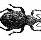 Az avarban és a talajfelszíni rétegében telelő kártevők előrejelzése