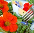 Friss virágok a tányéron