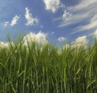 Kártevők felmérése, poharas csapdázási módszerrel