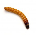 A polifág talajlakó kártevők előrejelzése