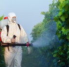 A növényvédelem adminisztrációja