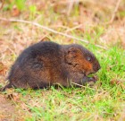 A mezei pocok fertőzöttség felmérése