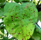 Zsigó György – Hasznos közlendők kertbarátoknak – 2014/14