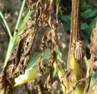 Zsigó György – Hasznos közlendők kertbarátoknak – 2014/16