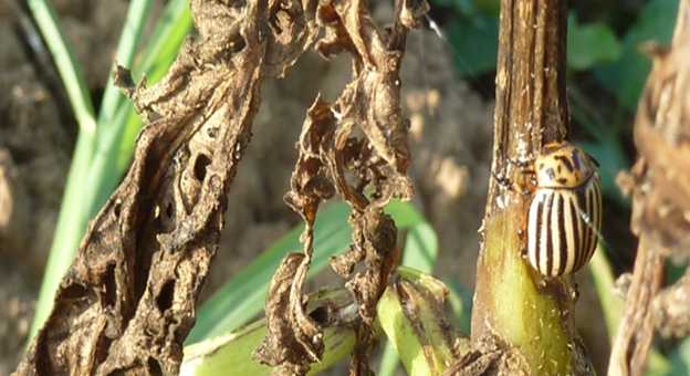 Zsigó György – Hasznos közlendők kertbarátoknak – 2014/16