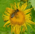 Póker Extra 80 WDG növényvédő szer visszagyűjtése