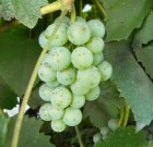 Új CleaNess gyomirtó permetezőszer