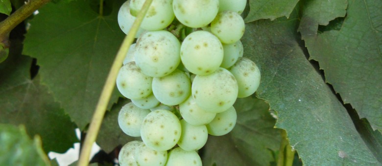 Új CleaNess gyomirtó permetezőszer