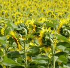 A nagy mennyiségben leesett csapadék kedvez a gombáknak