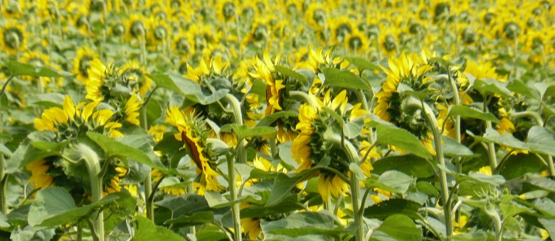 A nagy mennyiségben leesett csapadék kedvez a gombáknak