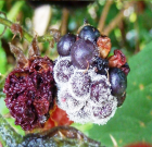 Zsigó György – Hasznos közlendők kertbarátoknak – 2014/15