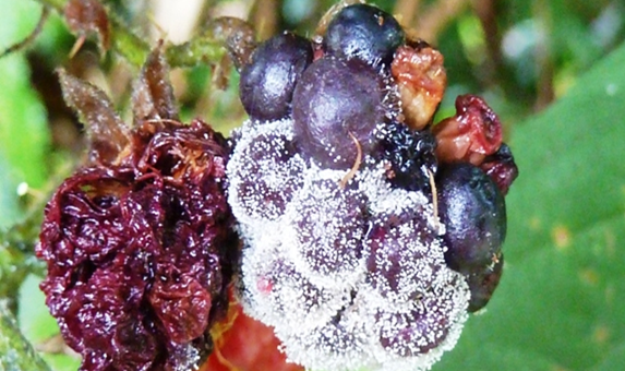 Zsigó György – Hasznos közlendők kertbarátoknak – 2014/15