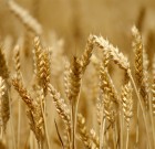 Új gombaölő permetezőszer az Eminent Star