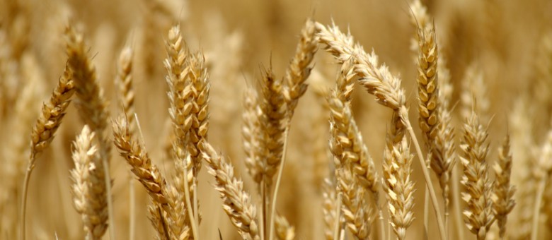 Új gombaölő permetezőszer az Eminent Star