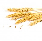 Emerald Star gombaölő permetezőszer néven is