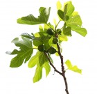 Új növények a levegőből