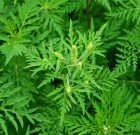 Elkezdődött a parlagfű elleni küzdelem