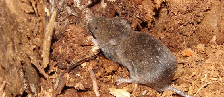 Adatlap Redentin 75 RB engedélyéhez