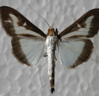 Időszerű növényvédelmi teendők a közterületeken-2014/3