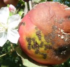 Zsigó György – Hasznos közlendők kertbarátoknak – 2014/19