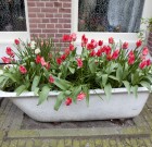 Tavaszi virágokról ősszel döntenek